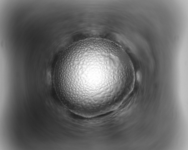 X0000098101203200804111016