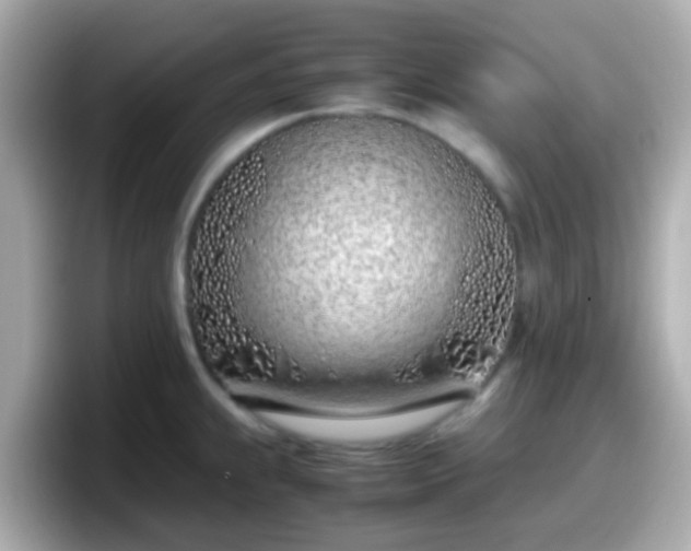 X0000098101239200804111016