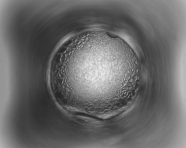 X0000098101245200804111016