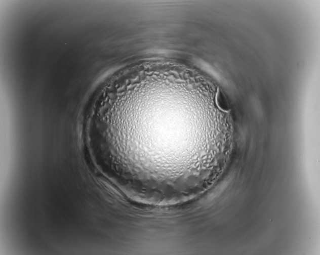 X0000098101259200804111015