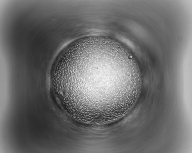 X0000098101267200804111015