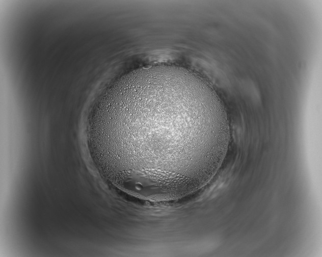X0000098101393200804111013
