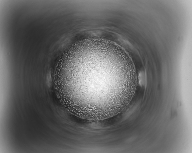 X0000098101395200804111013