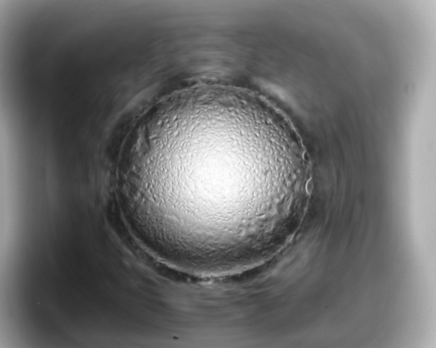 X0000098101399200804111013