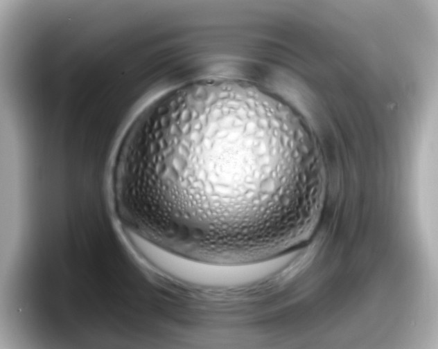 X0000098101434200804111014