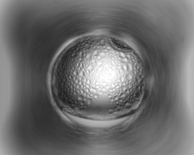 X0000098101438200804111014