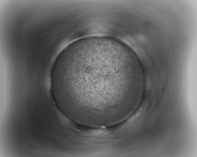 X0000098101459200804111013