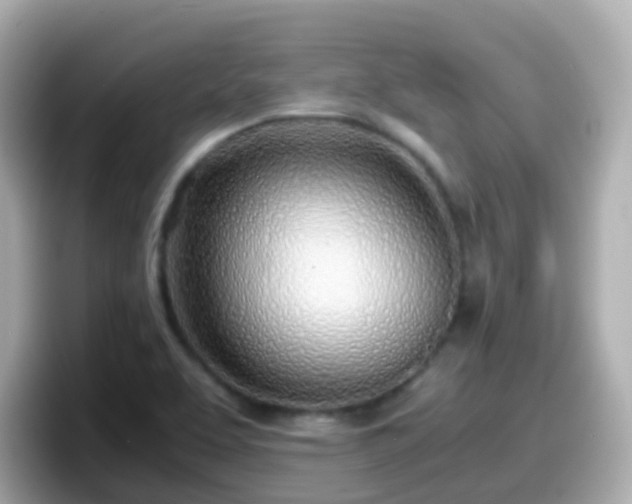 X0000098101463200804111013