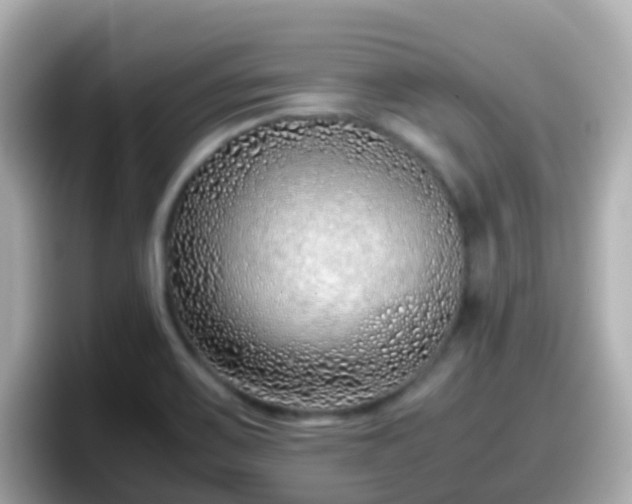X0000098101467200804111013