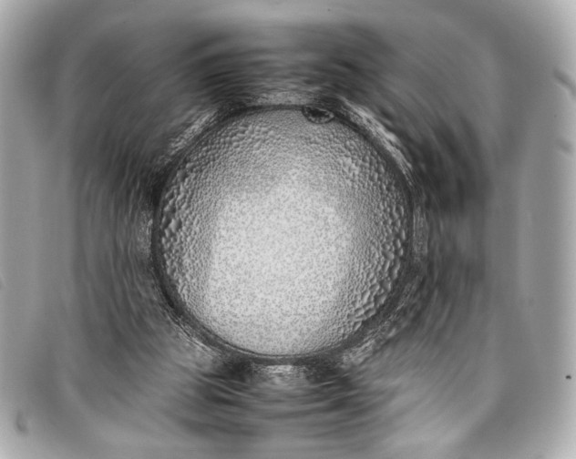 X0000098100153200804181434