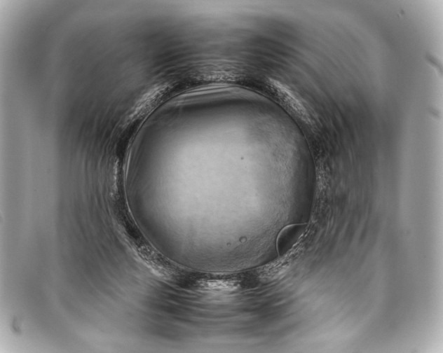 X0000098100163200804181434