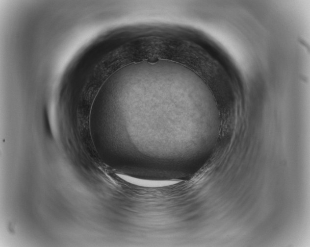 X0000098100239200804181433