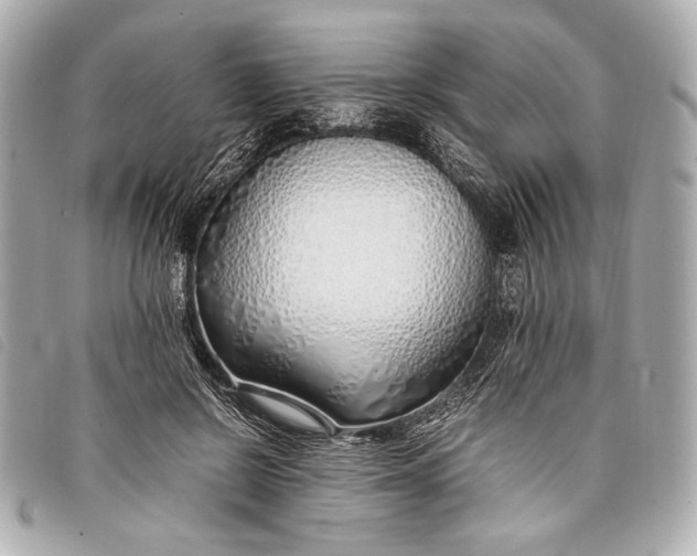 X0000098100550200804181427