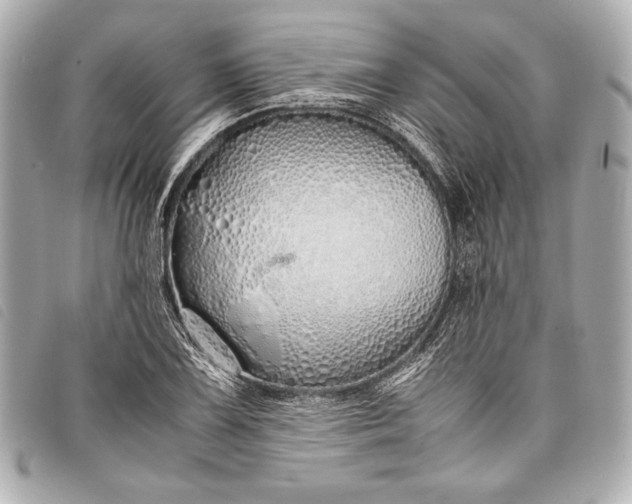X0000098101075200804181418