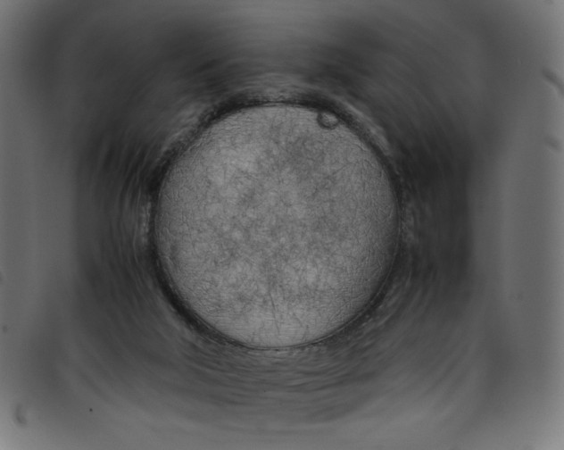 X0000098100018200804251415