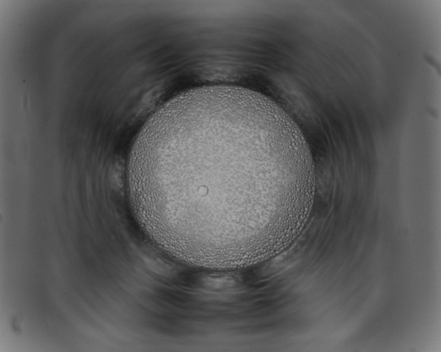 X0000098100175200804251413