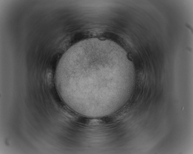 X0000098100222200804251412