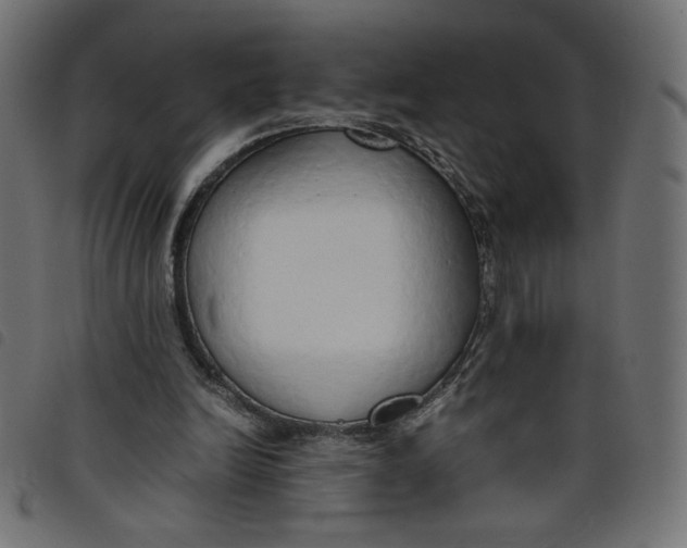 X0000098100246200804251411