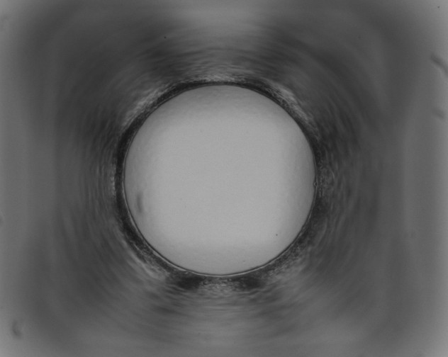X0000098100299200804251411