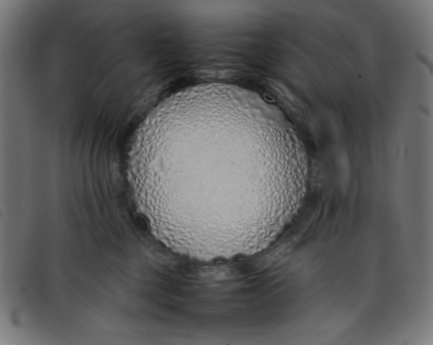 X0000098100377200804251410