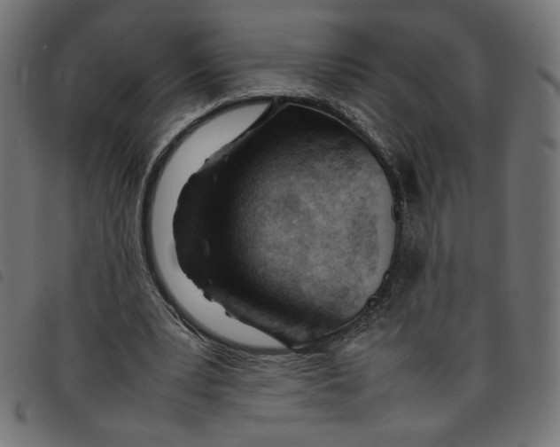 X0000098100391200804251409