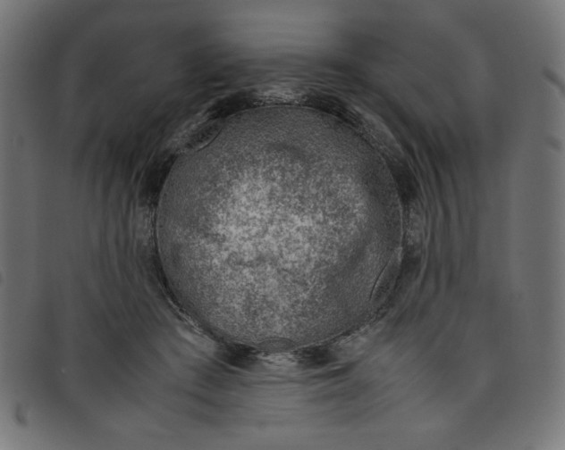 X0000098100409200804251409