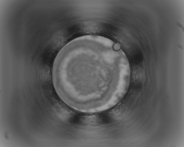 X0000098100411200804251409