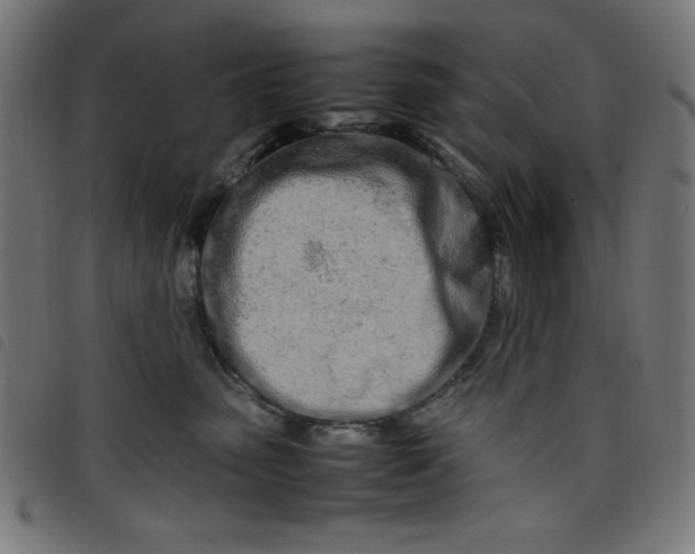 X0000098100475200804251409