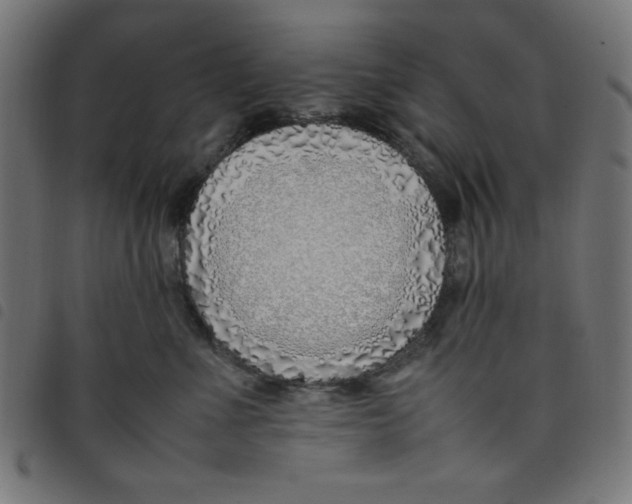 X0000098100523200804251407