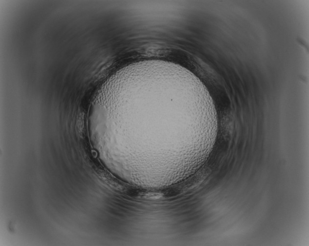 X0000098100554200804251407