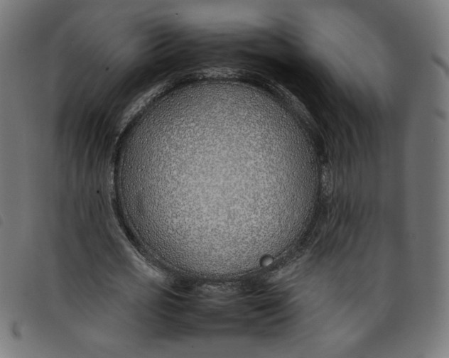 X0000098100725200804251404
