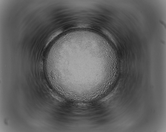 X0000098100827200804251402