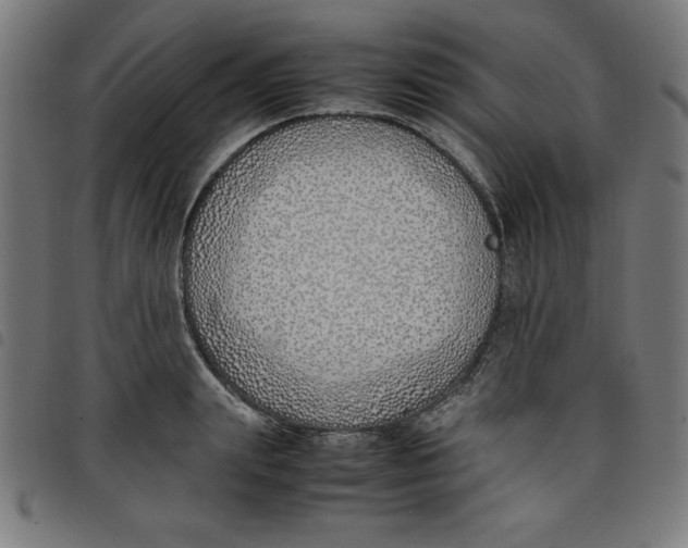 X0000098100847200804251402