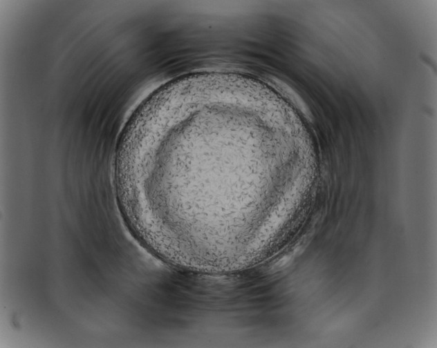 X0000098100855200804251403