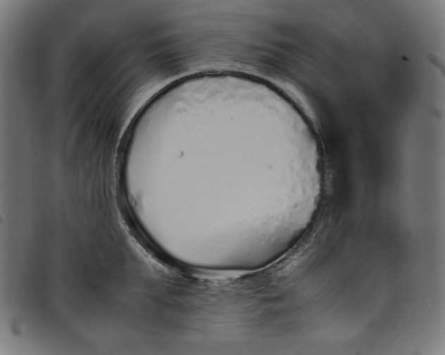 X0000098100903200804251401
