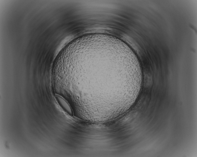 X0000098100994200804251400