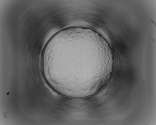 X0000098101103200804251358