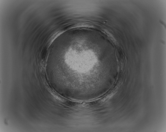 X0000098101369200804251354