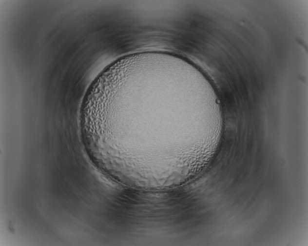 X0000098101423200804251354