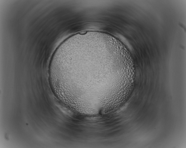 X0000098101435200804251354
