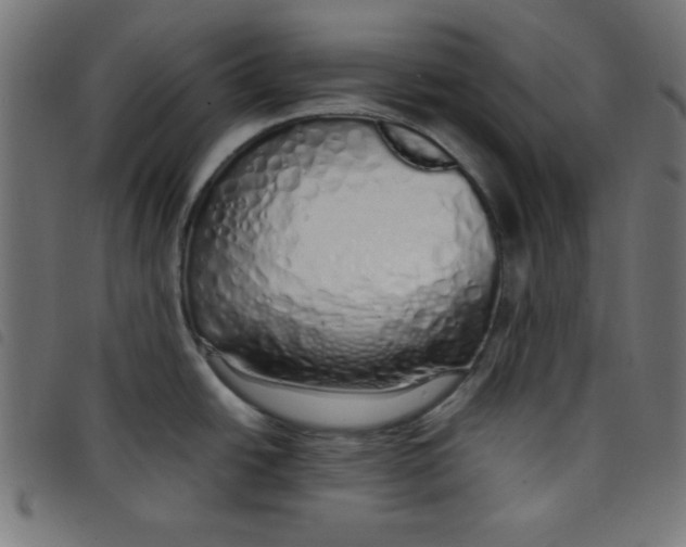 X0000098101438200804251354