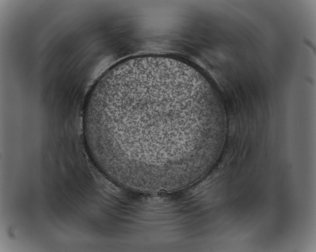 X0000098101459200804251353