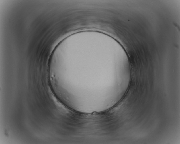 X0000098101534200804251353
