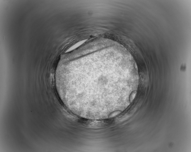 X0000098100527200805021112