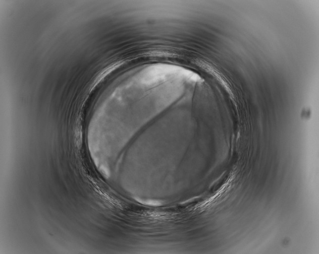 X0000098100829200805021107