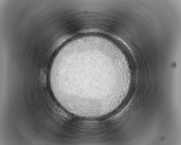 X0000098100921200805021106