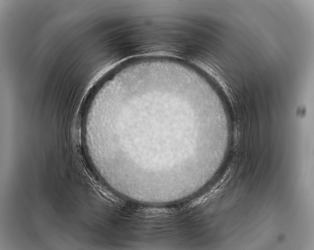 X0000098100925200805021106