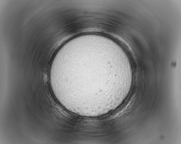 X0000098100929200805021106