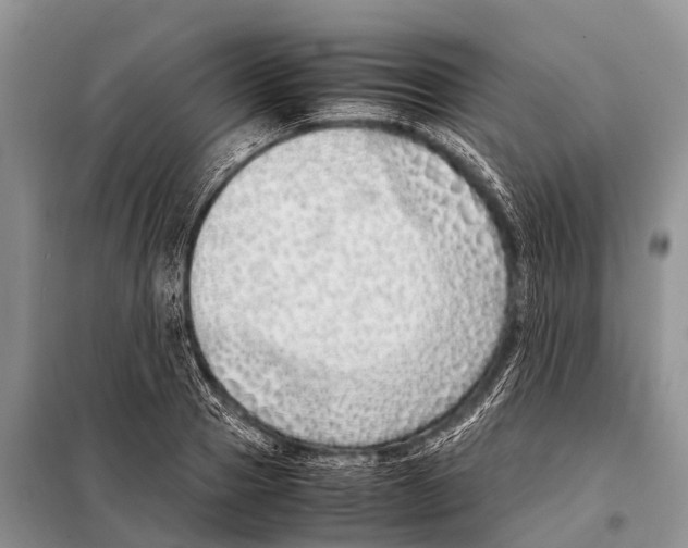X0000098100937200805021106