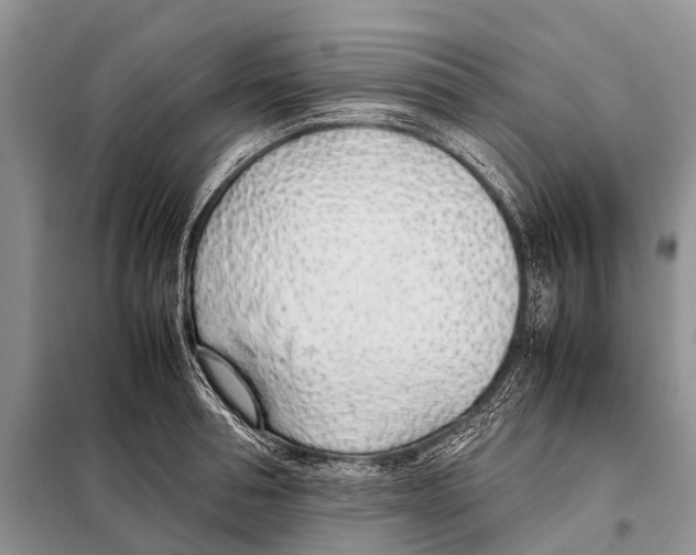 X0000098100994200805021105